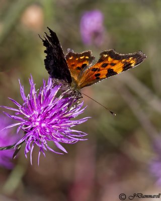 Green Comma Polygonia faunus