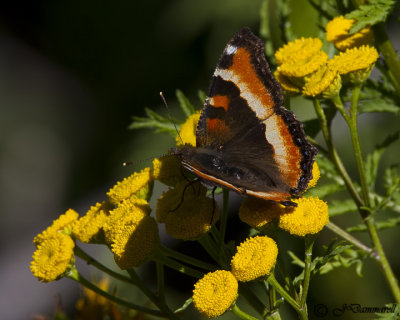 Milbert's Tortoiseshell aglais milberti