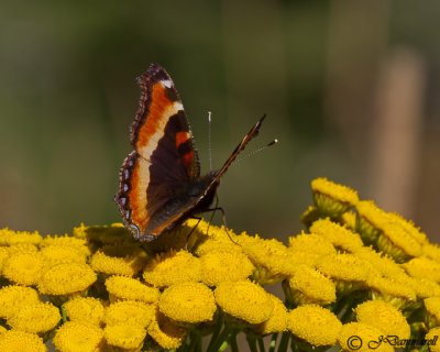 Milbert's Tortoiseshell aglais milberti