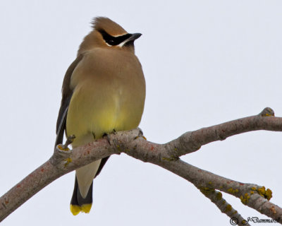 Cedar Waxwing