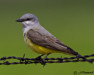 Western Kingbird