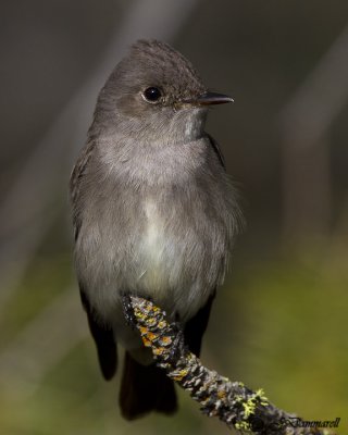 Western Wood-Pewee