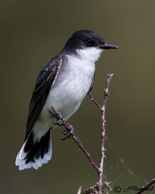 Eastern Kingbird