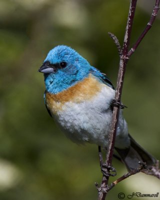 Lazuli Bunting