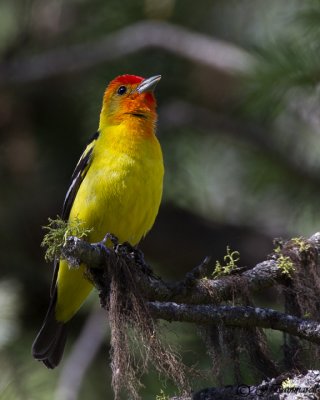 Western Tanager