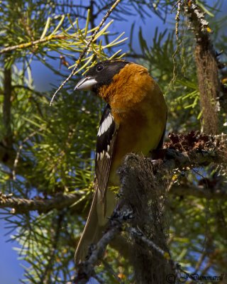 Black-headed Grosbeak