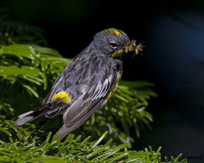 warblers_chats_yellowthroats