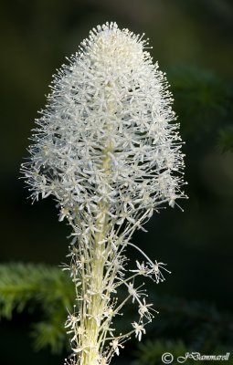 Beargrass xerophyllum tenax