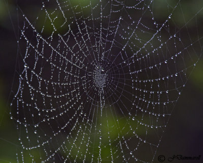 Arachnid web