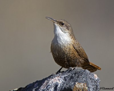 Canyon Wren