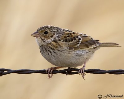 Vesper Sparrow