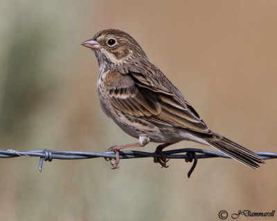 Vesper Sparrow