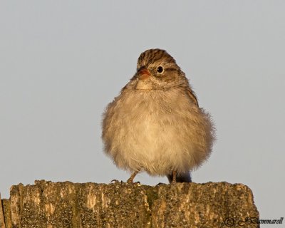 Brewer's Sparrow