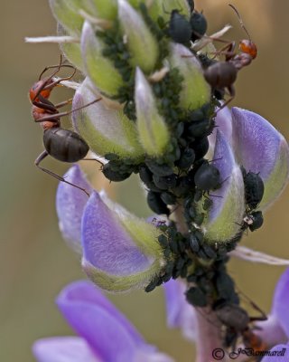 Ants and Aphids