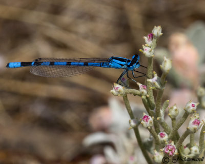 Tule Bluet