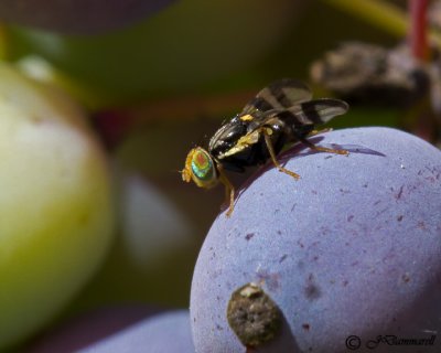 Fruit Fly