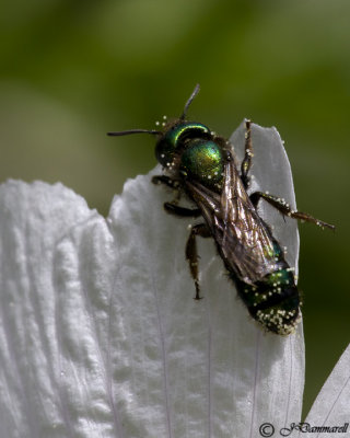 Hoplitis fulgida male