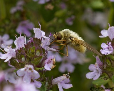 Bee Fly  systoechus vulgaris