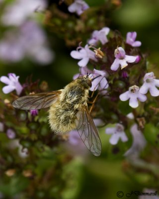Bee Fly  systoechus vulgaris