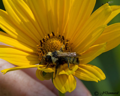 Bee in Repose