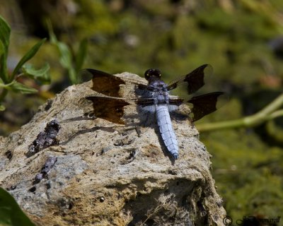 Dragonfly