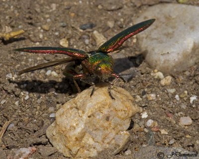 Golden Buprestid