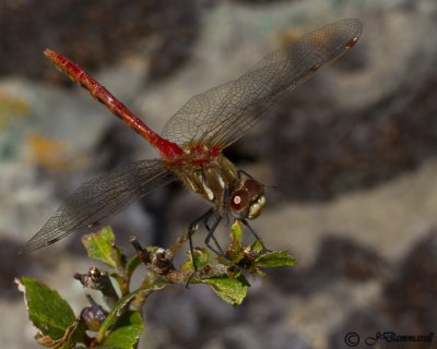 Dragonfly