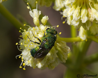 Cuckoo Wasp  parnopes