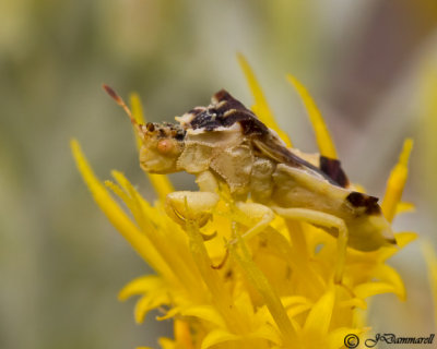 Ambush Bug