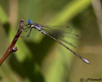 Bluet