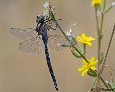 Paddle-tailed Darner