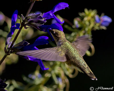 Black-chinned Hummingbird