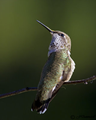 Black-chinned Hummingbird