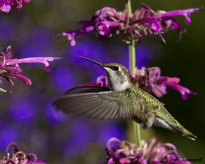 Black-chinned Hummingbird