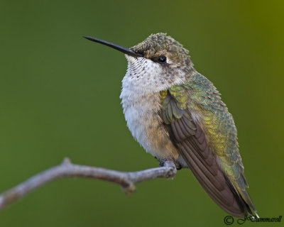 Black-chinned Hummingbird