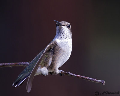 Black-chinned Hummingbird