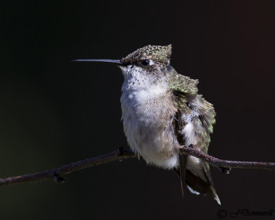 Black-chinned Hummingbird