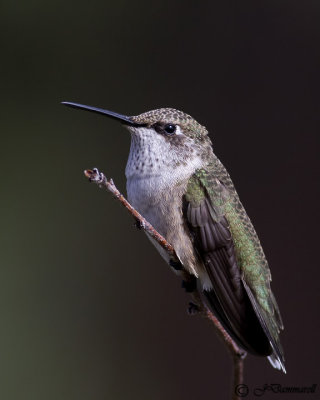 Black-chinned Hummingbird