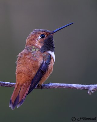 Rufous Hummingbird