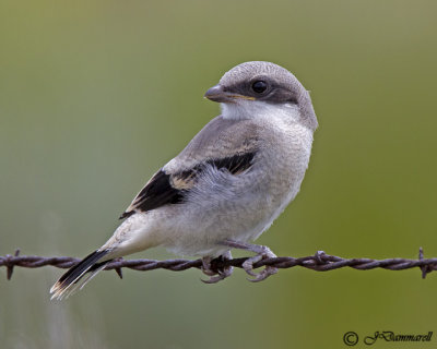 Loggerhead Shrike