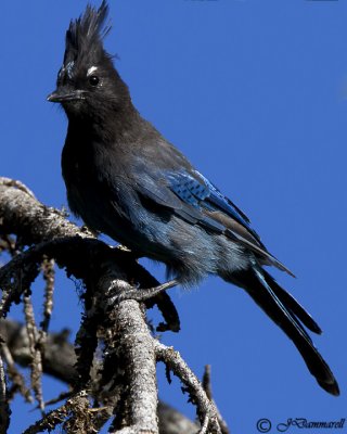 Stellar's Jay