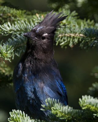 Stellar's Jay