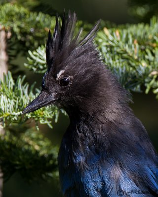 Stellar's Jay