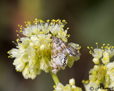Petrophila Confusalis moth