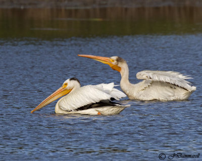 American White Pelican