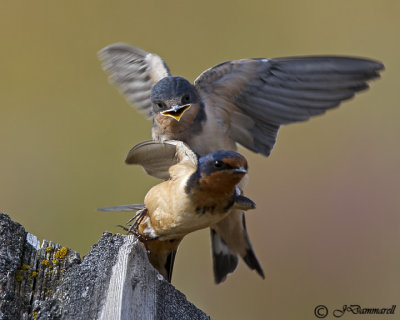 Barn Swallow