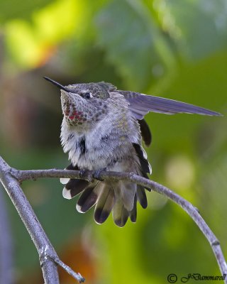 Anna's Hummingbird