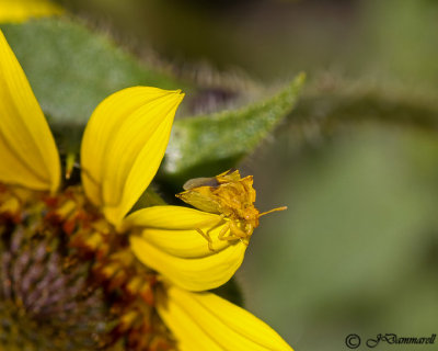 Ambush Bug