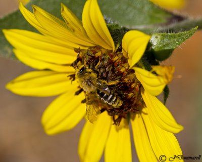 Andrena on Sunflower