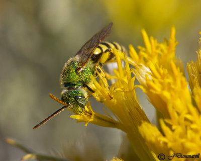 Agapostemon